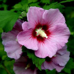 Лекарственный