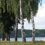 Белоствольная