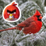 Angry birds
