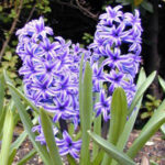 Любимец Аполлона