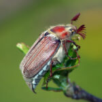 Майский жук