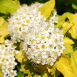 Physocarpus