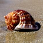 Сувенир с моря