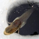 По моему хотению