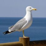 Птаха с морского пейзажа