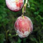 Лиловая, спелая, садовая