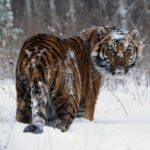 Символ 2010 года